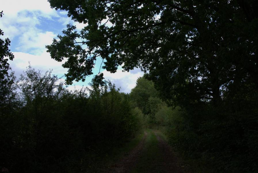 DSC08567.jpg